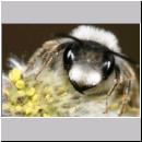 Andrena vaga - Weiden-Sandbiene -12- 01.jpg